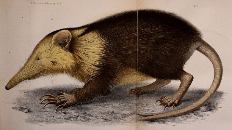 The Cuban solenodon