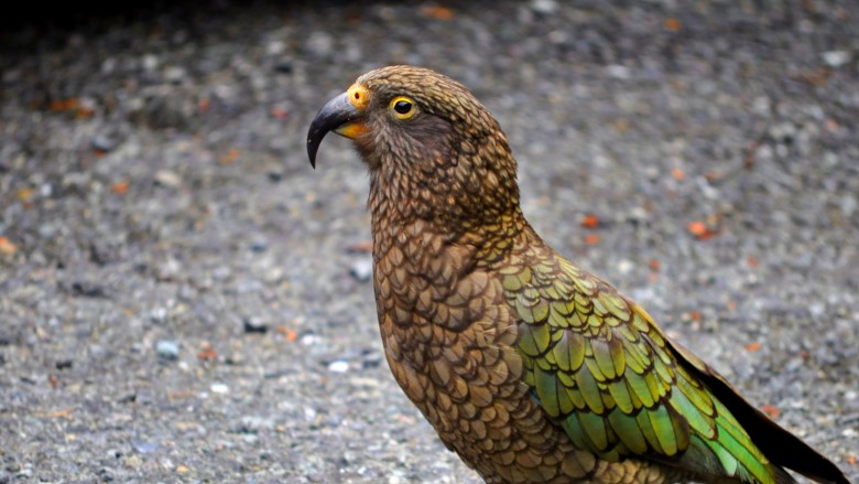 kea parrot