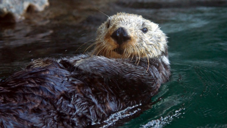 sea otter