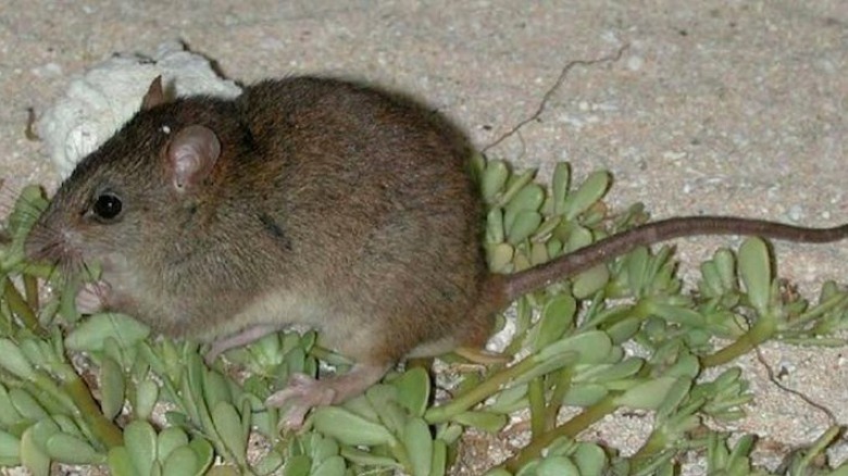 Brown bramble cay melomys on leaves concrete