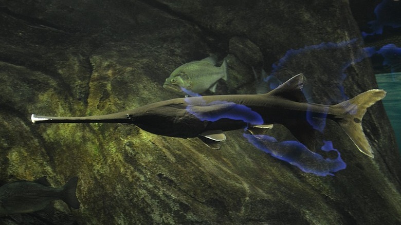 paddlefish swimming with smaller fish big rock