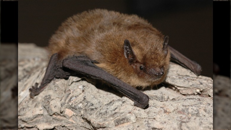 Christmas Island pipistrelle crawling on wood