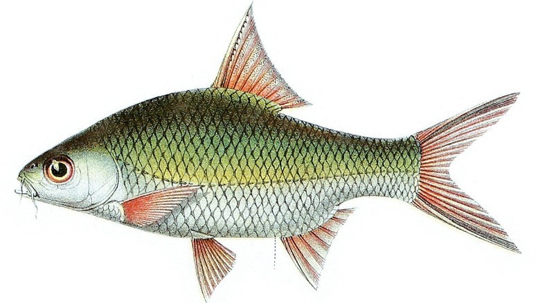 green barbodes fish sketch white background