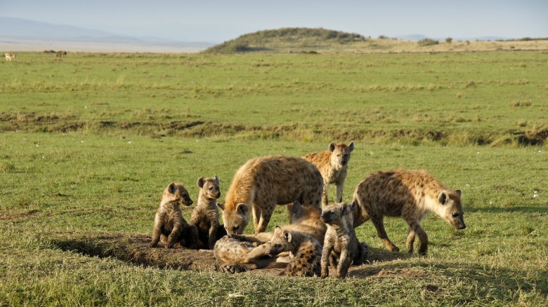 hyenas