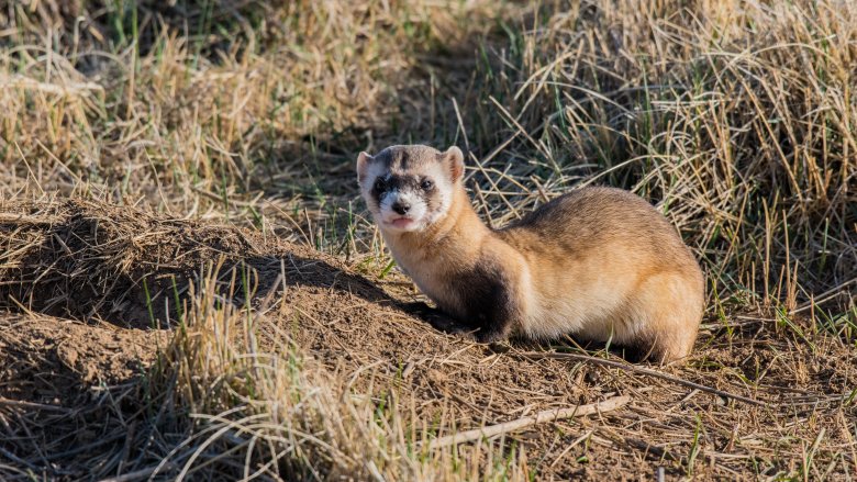 ferret