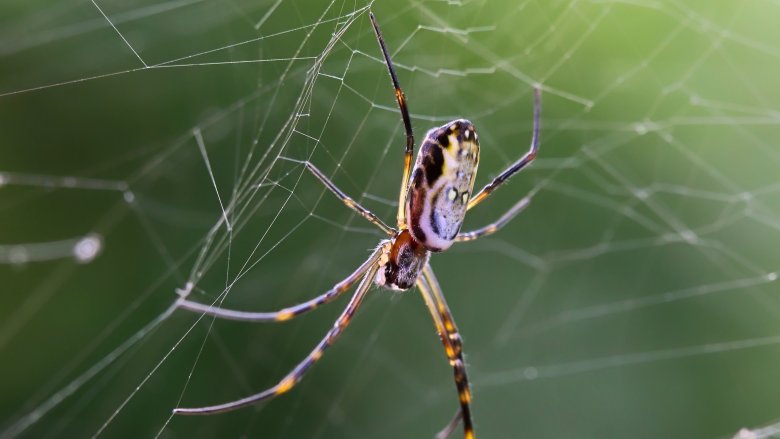 orb-weaving spider