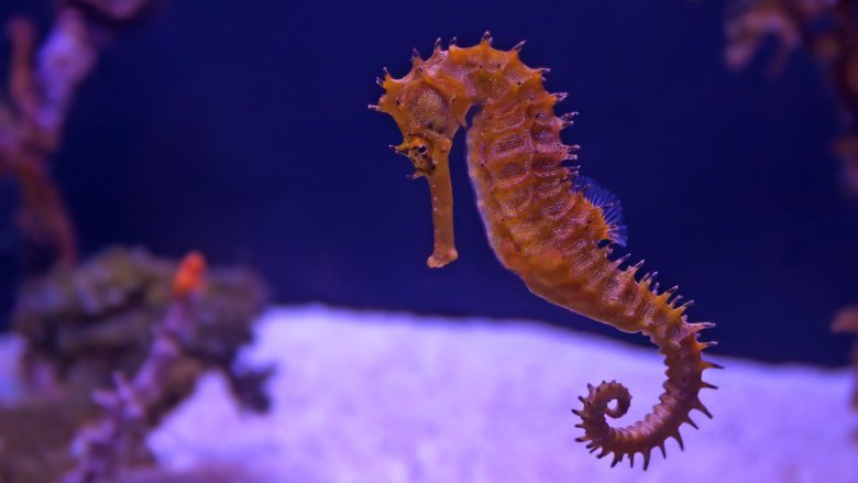 Seahorse