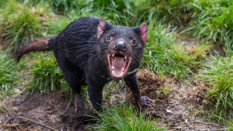 Tasmanian devil