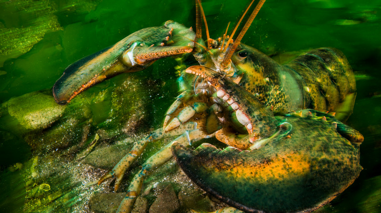 american lobster underwater