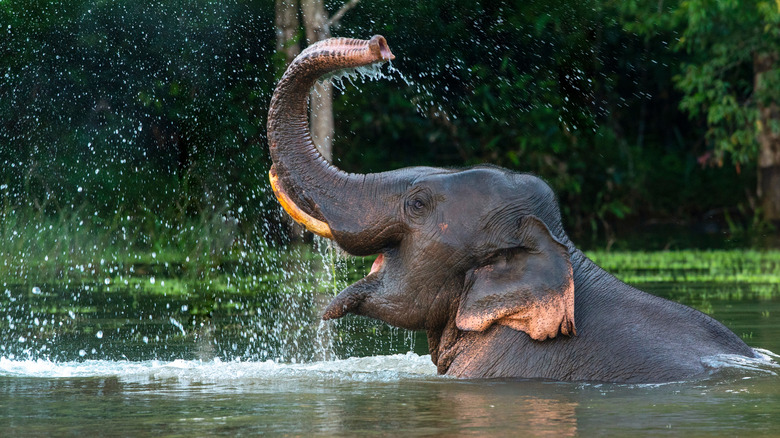 asian elephant male bathing