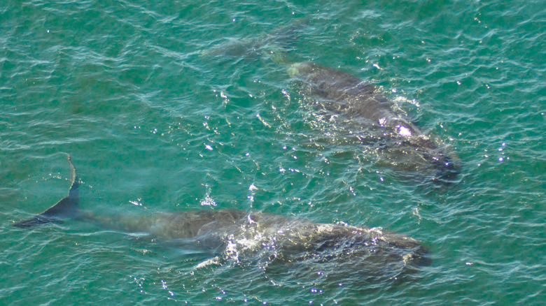 bowhead whales overhead