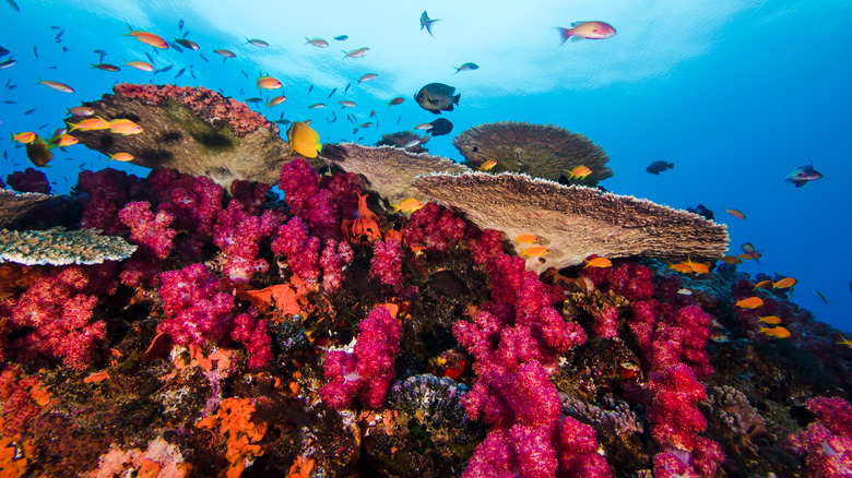 red coral fish swimming