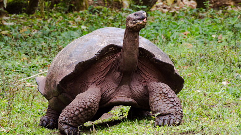 stretching neck giant tortoise