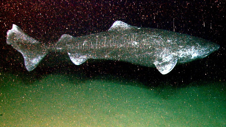 greenland shark profile