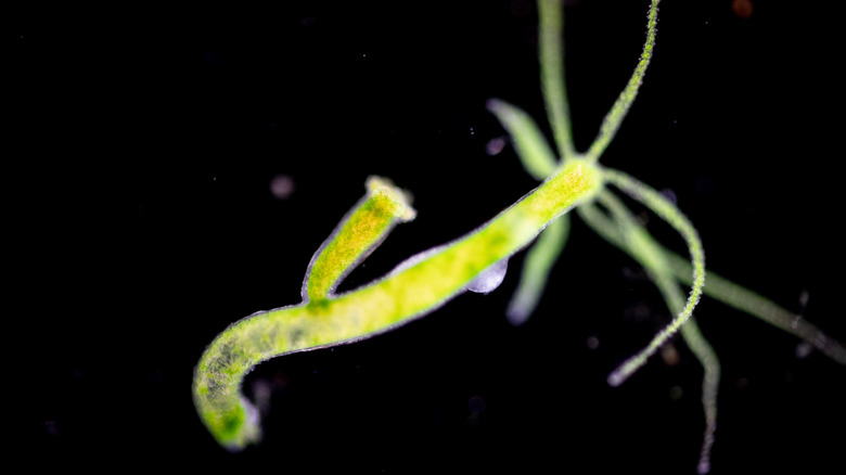 hydra swimming