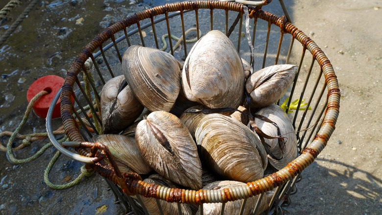 quahog clams basket