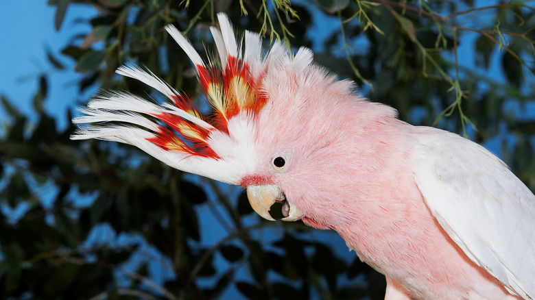 major mitchells cockatoo