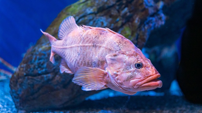rougheye rockfish swimming