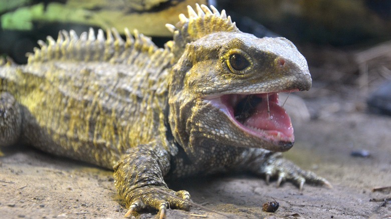 tuatara open mouth