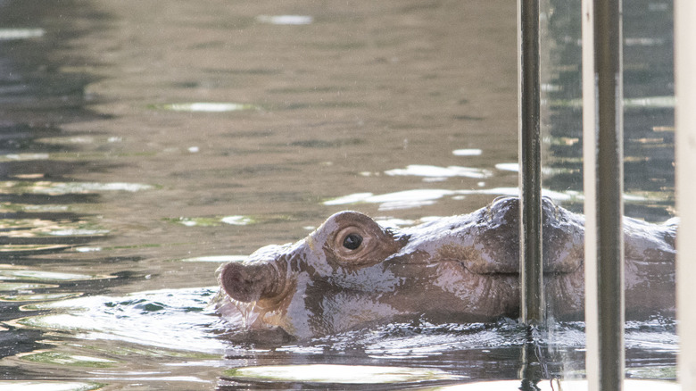 Fiona the Hippo swimming