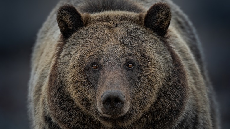 bear looking at the camera