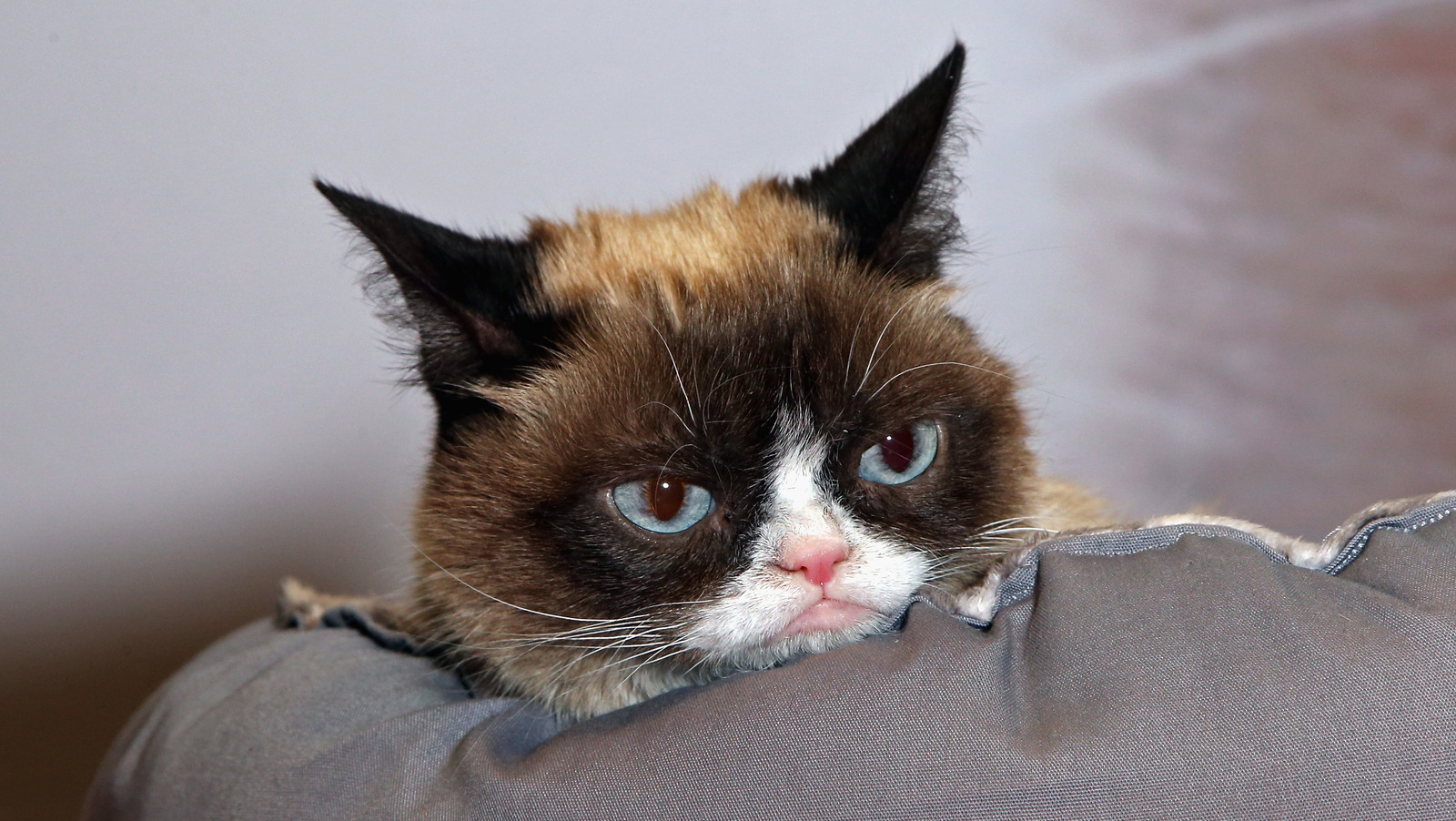 Meet Louis 'the new Grumpy Cat' who has his own natural resting