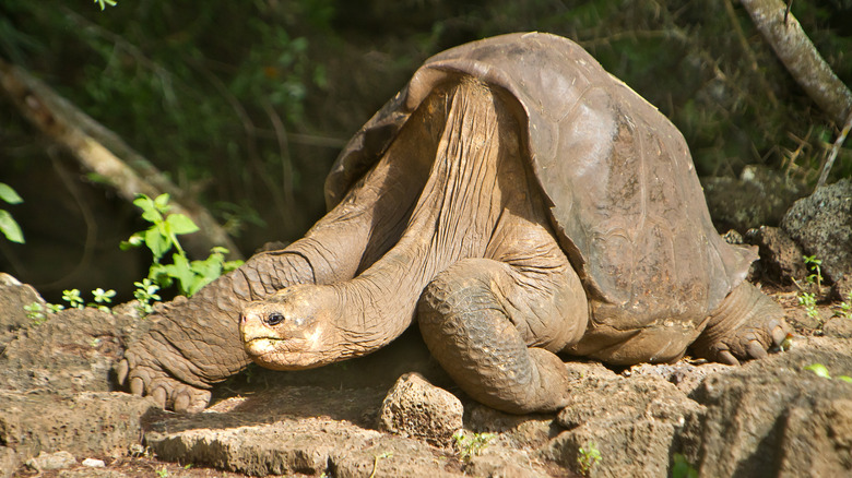 Lonesome George tortoise