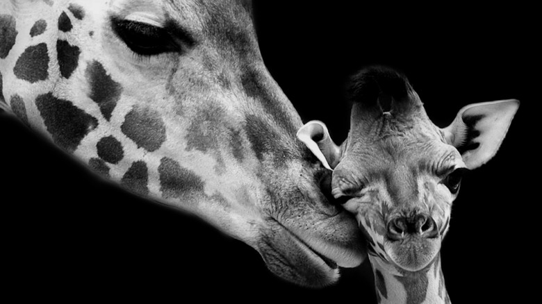 baby giraffe with her mother