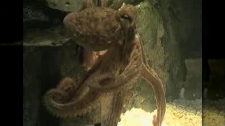 octopus Paul