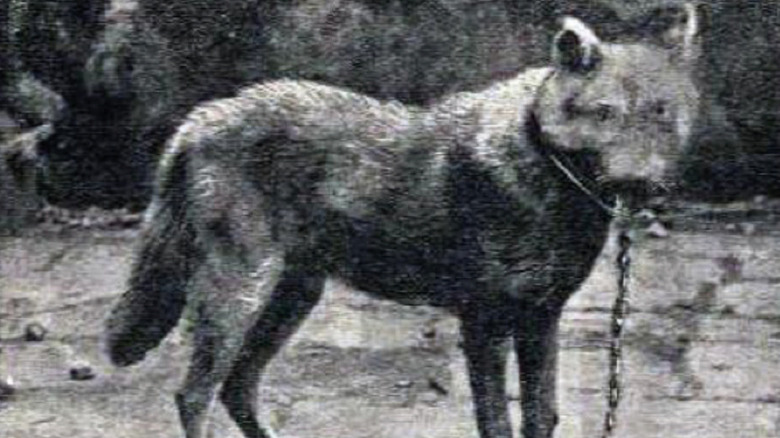 Sicilian wolf