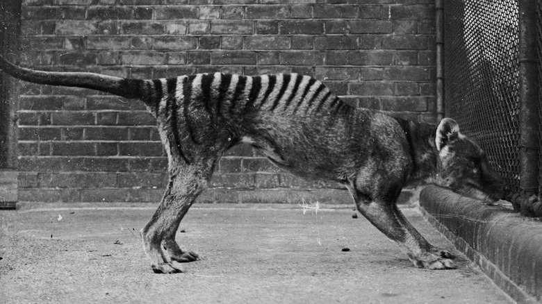 Tasmanian tiger