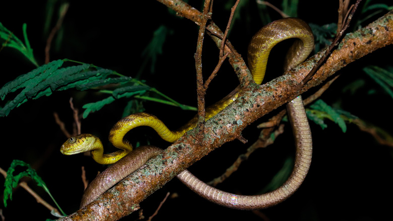Brown tree snake in tree in Guam