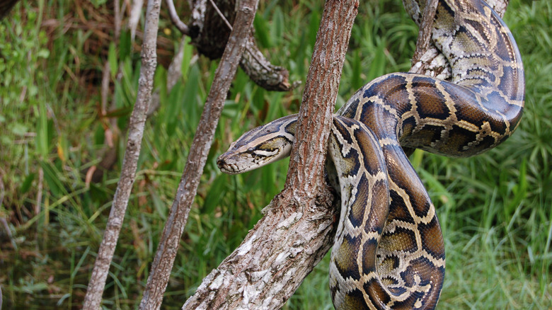 Southeast Asian Burmese python in tree