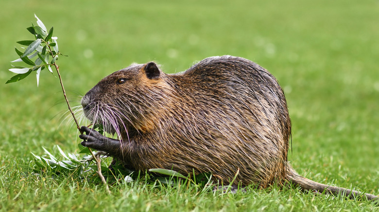 Nutria eating a branch