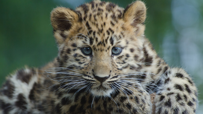 amur leopard cub on a tree