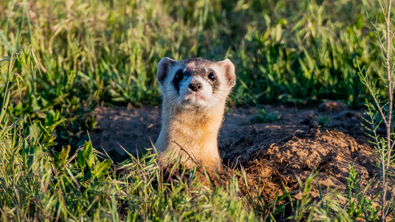 black-footed ferret in a hole