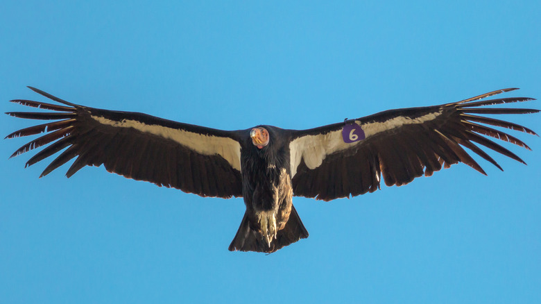 california condor flying