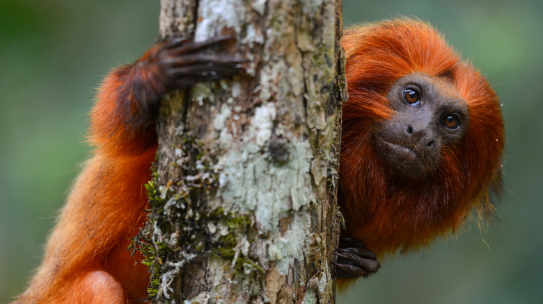 golden lion tamarin on a tree