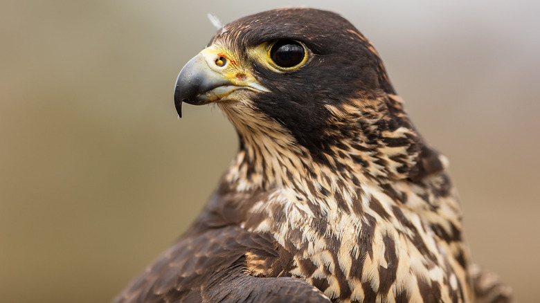 peregrine falcon in profile