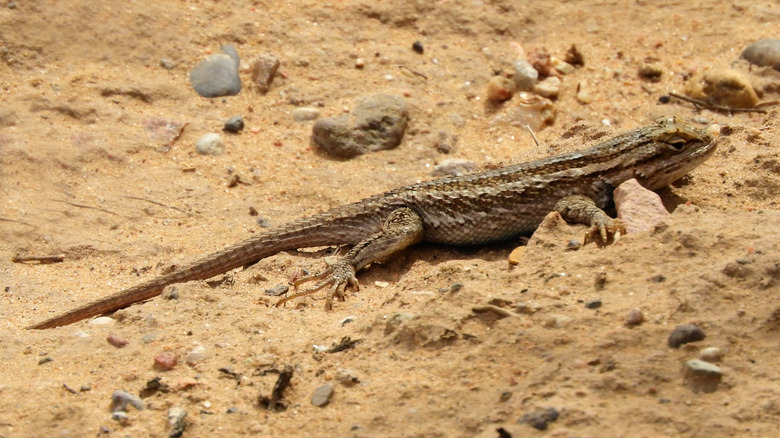 Desert Grassland Whiptail Lizards laying in sand