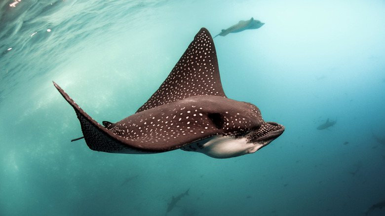 eagle rays swimming