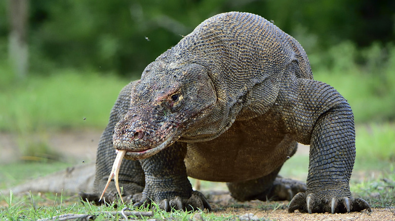 komodo dragon sticking its tongue out