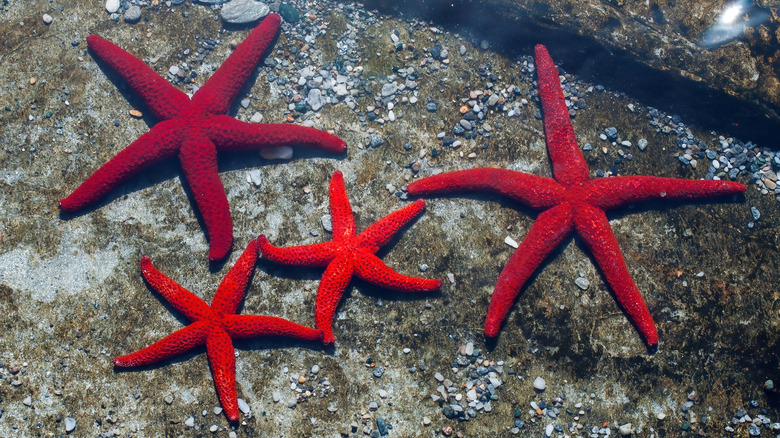 red starfish on rock