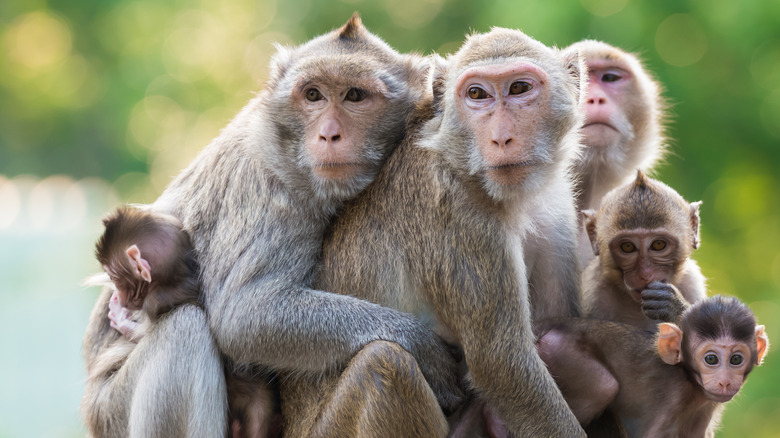 Rhesus monkeys hugging