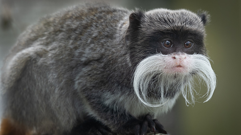 An emperor tamarin with white beard