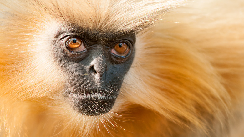 A golden langur close up