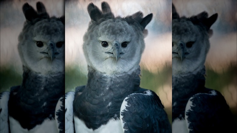 Harpy eagle with head raised