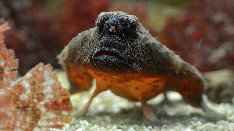 Shortnose batfish on sediment