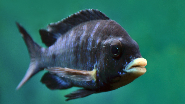 Mdoka white lips cichlid swimming