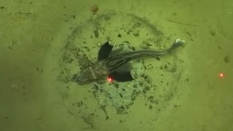 Single icefish guarding a nest